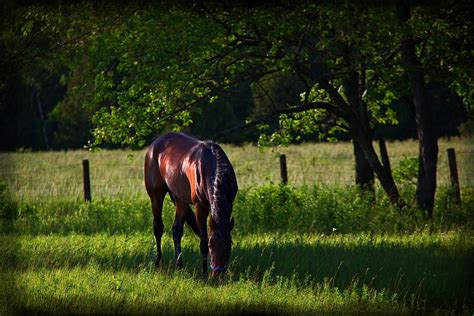 The Bay Stallion Photograph By Davandra Cribbie Pixels