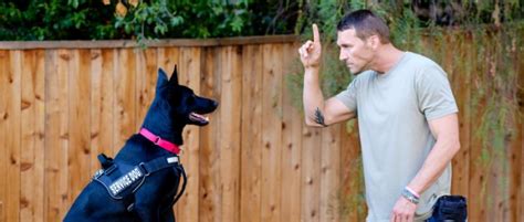 Mental Dog Training Brandon Mcmillans Canine Minded