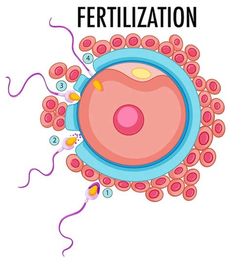 free vector diagram showing fertilization in human