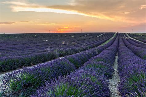 Lavender Fields At Sunset Stock Image Image Of Europe 59085231