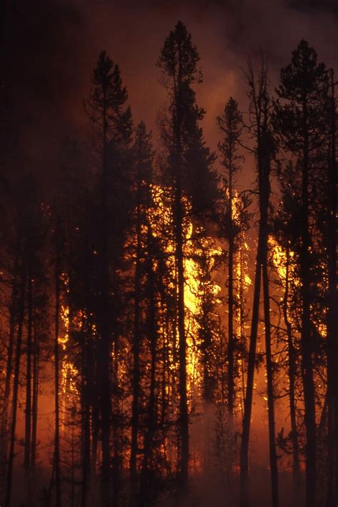 Hd Wallpaper Forest Fire During Daytime Wildfire Blaze Smoke Trees