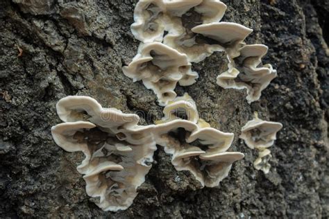White Shelf Fungi Polypore On Tree Bark Stock Photo Image Of Park
