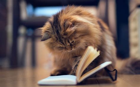 Cat Reading Book Hd Desktop Wallpapers 4k Hd