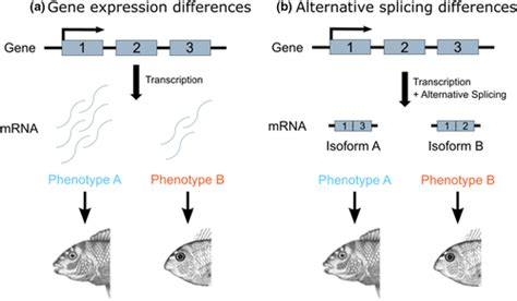 the importance of alternative splicing in adaptive evolution singh 2022 molecular ecology