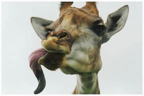 Derpy Giraffe Face Lol Funny Animal Faces Giraffe