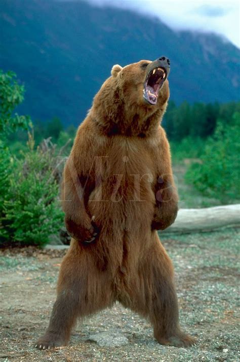 Angry Bear Bear Pictures Brown Bear