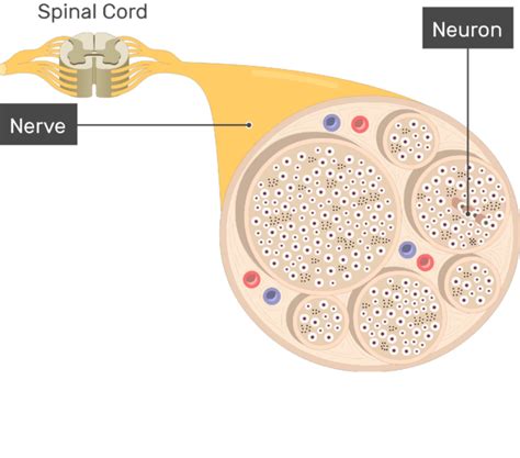 Nerve Structure Anatomy And Diagram Getbodysmart