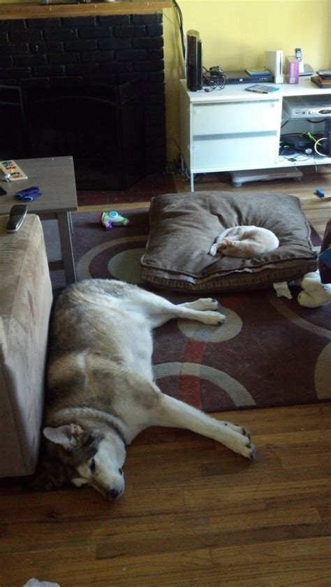 Itt Cats Stealing Dog Beds Ign Boards