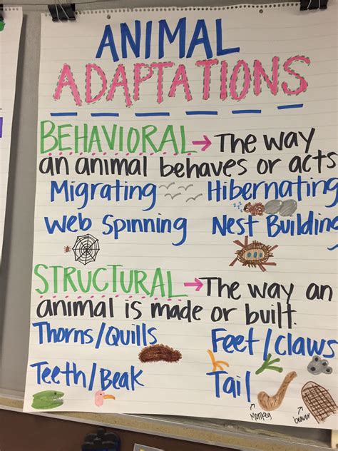 Animal Adaptations Anchor Chart Fourth Grade Science Elementary