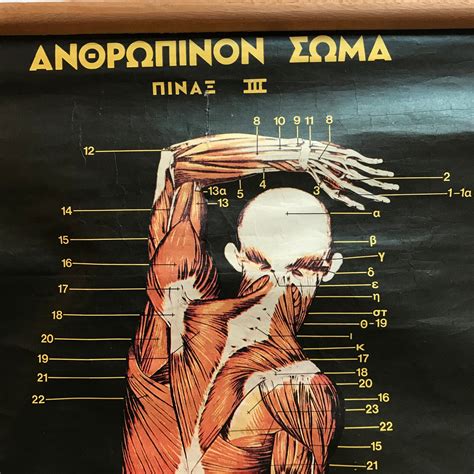 Vintage Human Body Anatomy Greek Original Vintage Pull Down Etsy