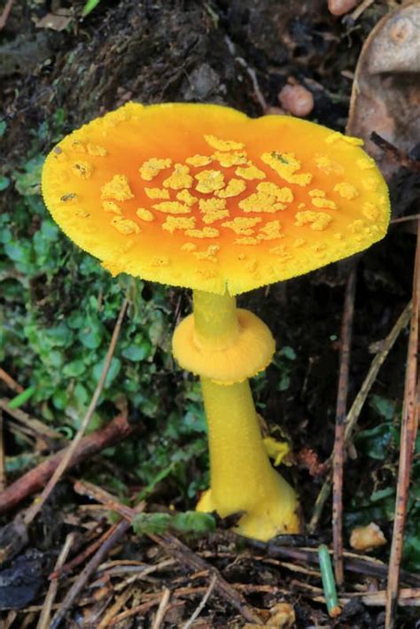 Wild Mushrooms In Georgia All Mushroom Info