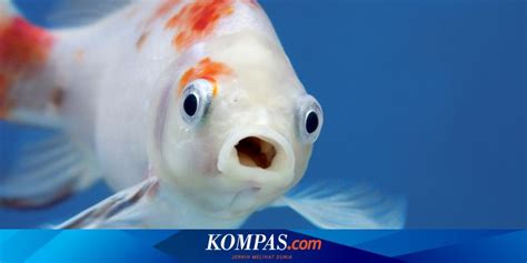 Ikan Mata Bawah Kepala Laut