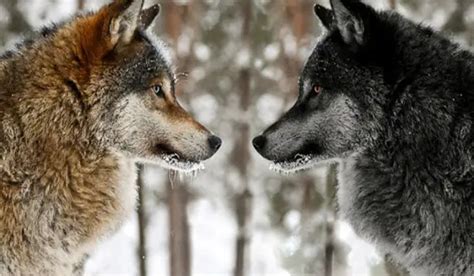 The Two Wolves Story What It Really Means Wake Up World
