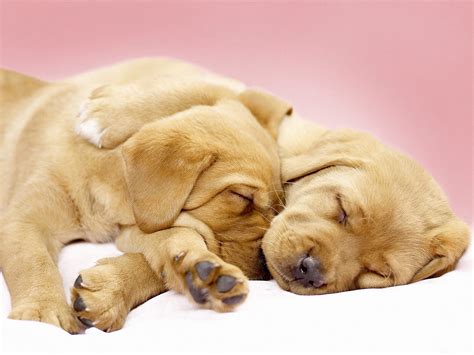 Sleep Together Dog Wallpapers Backgrounds Dogs