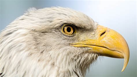 Bird Predator Head Profile Beak Portrait Sky Eagle Wallpapers Hd