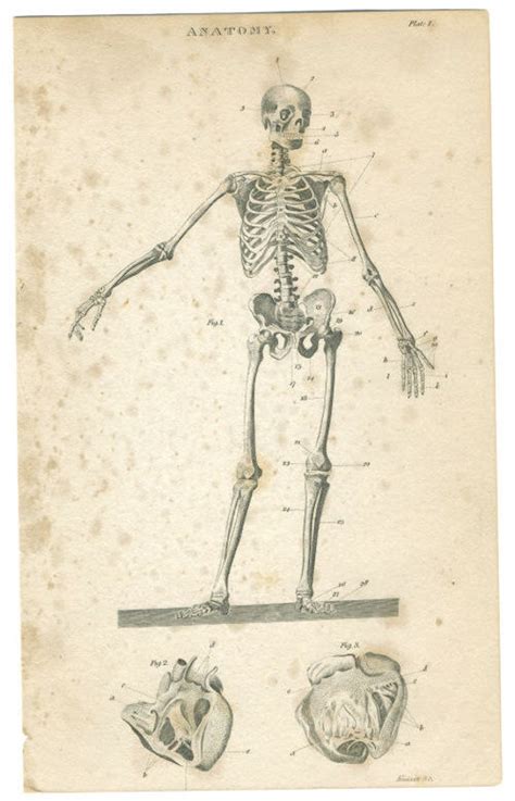 Anatomy Human Skeleton Anterior View 1818