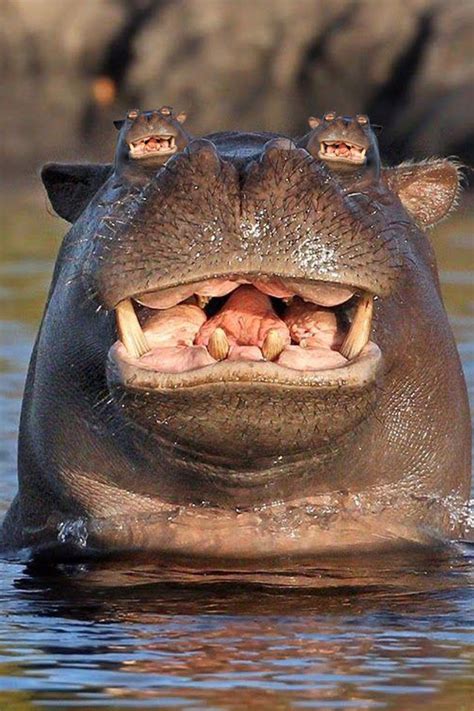 internet   loose   photo   hippos head  water