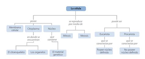 Bi0logia 6 Diferencia Entre CÉlula Eucariota Y Procariota