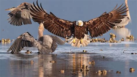 See Prize Winning Photos From The 2016 Audubon Photography Awards