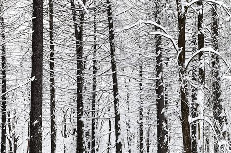Premium Photo Bare Pine Trees Trunks In Winter Forest