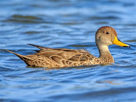 Yellow Billed Pintail Profile Traits Facts Diet Habitat