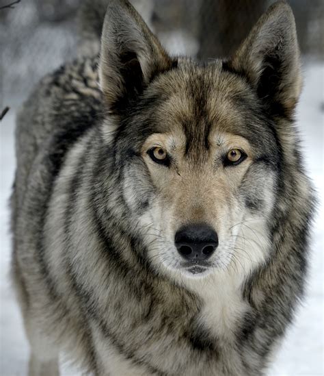 Wolf Husky Hybrid