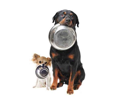 Why Do Dogs Love Food So Much 9 Scientific Reasons Zooawesome