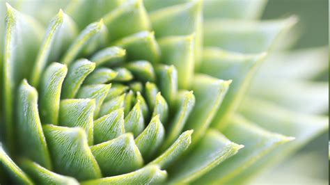 Macro Plants Nature Succulents Wallpapers Hd Desktop