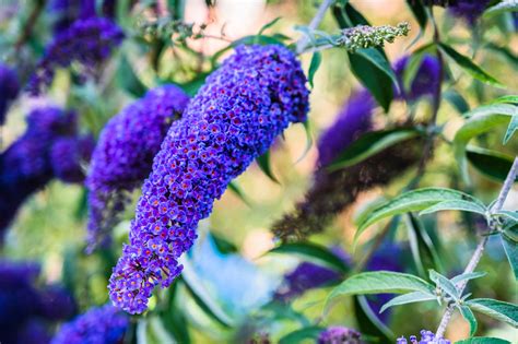 The 15 Best Plants To Grow For Backyard Privacy Bob Vila