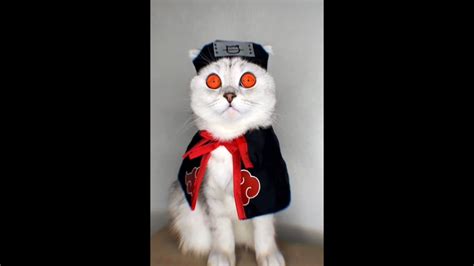 Naruto Cat Akatsuki Youtube