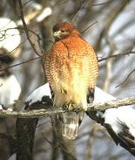 Northeast Ohio Birders Warming Up For The Great Backyard Bird Count