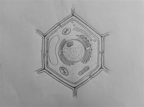 Draw It Neat How To Draw Plant Cell