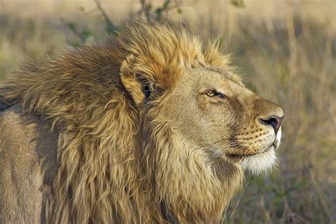 Lions 101 Fun Lion Facts And Information For Kids Children