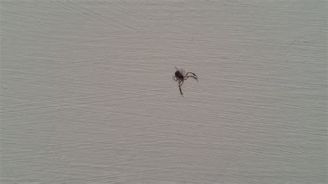 Tiny Bug With Claws Bigger Than Its Body Found On My Wall In Central