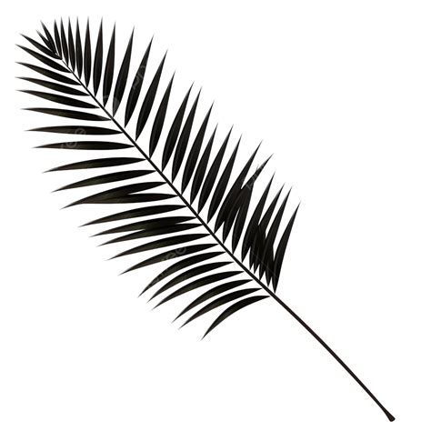 Tropical Branch Black Palm Leaf With Shadow Png File Plant Background