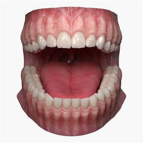 Dentition Teeth Tongue Gums 3d Model Turbosquid 1403072