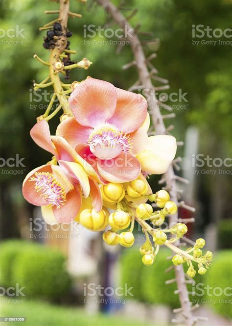 Beautiful Flower Of Cannon Ball Tree Sal Tree Stock Photo Download