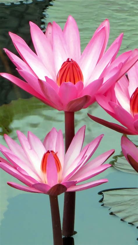 Pink Water Lily Lotus With Leaves 4k Hd Flowers Wallpapers Hd