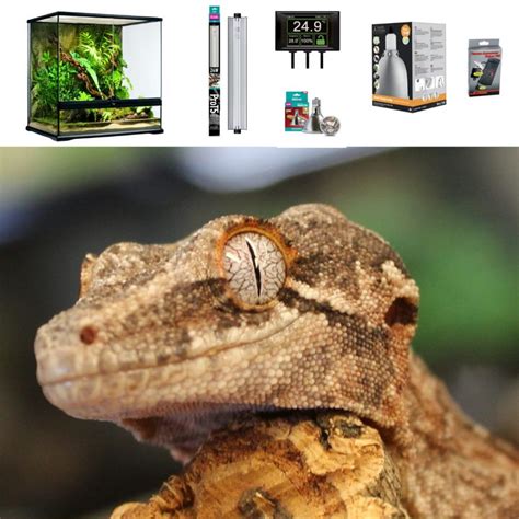 Leopard Gecko Terrarium Set Up Premium Large Evolution Reptiles