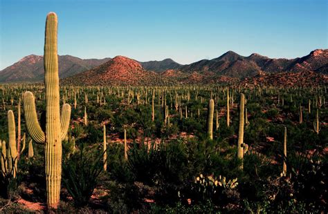 Saguaro National Park Using Microchips To Deter Cactus