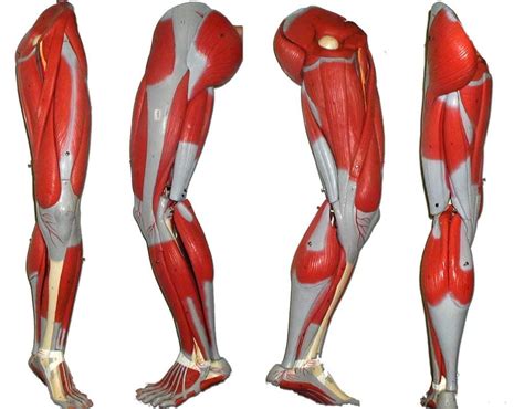Human Leg Muscles Diagram Leg Muscles Diagram Leg Muscles Anatomy
