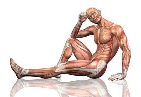 Sistema muscular Resumo características tipos de músculos função