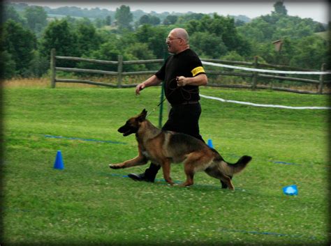 Her sire is a working police dog with the third known hardest bite and best t. Puppies for sale - Waldo German Shepherd Dogs