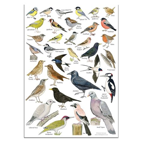 British Garden Birds Identification Chart