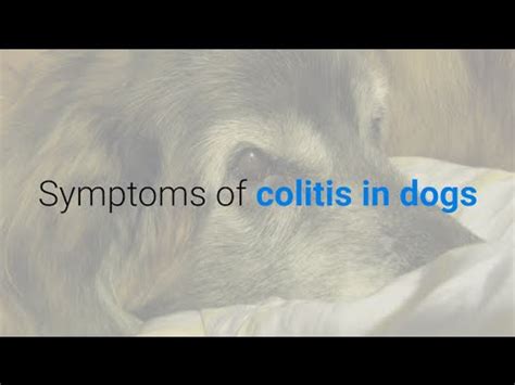 What causes colitis in dogs? 9 symptoms of colitis in dogs - YouTube