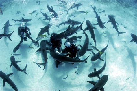 10 Shark Diving Tips Dive Magazine