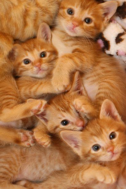 orange tabby kittens cute kittens photo 41521071 fanpop