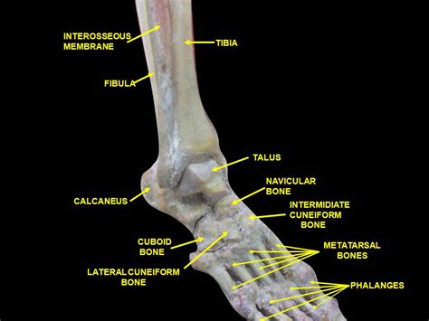 Ligaments have a very rich sensory neural supply. High Ankle Sprains | Chicago DPM