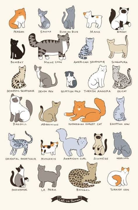 Cat Breeds Chart Cat Breeds Pinterest Cat Breeds Charts And Cat