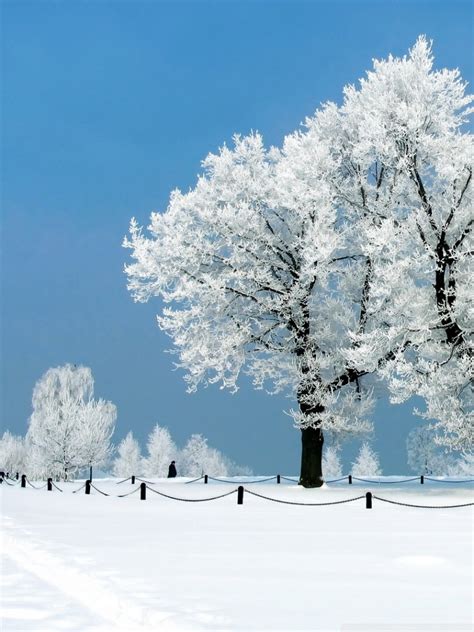 Download Winter Wallpaper For Mobile Gallery